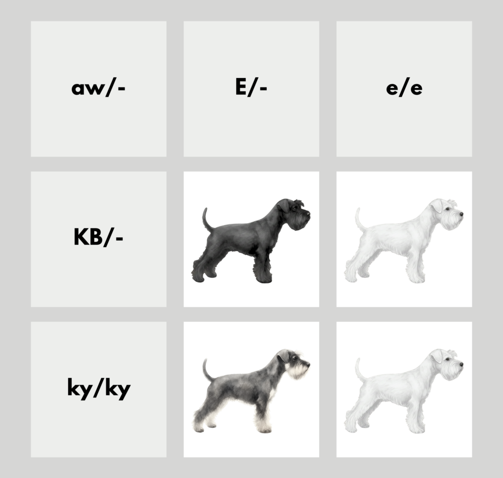 coatsandcolors.com Miniature Schnauzer color chart at