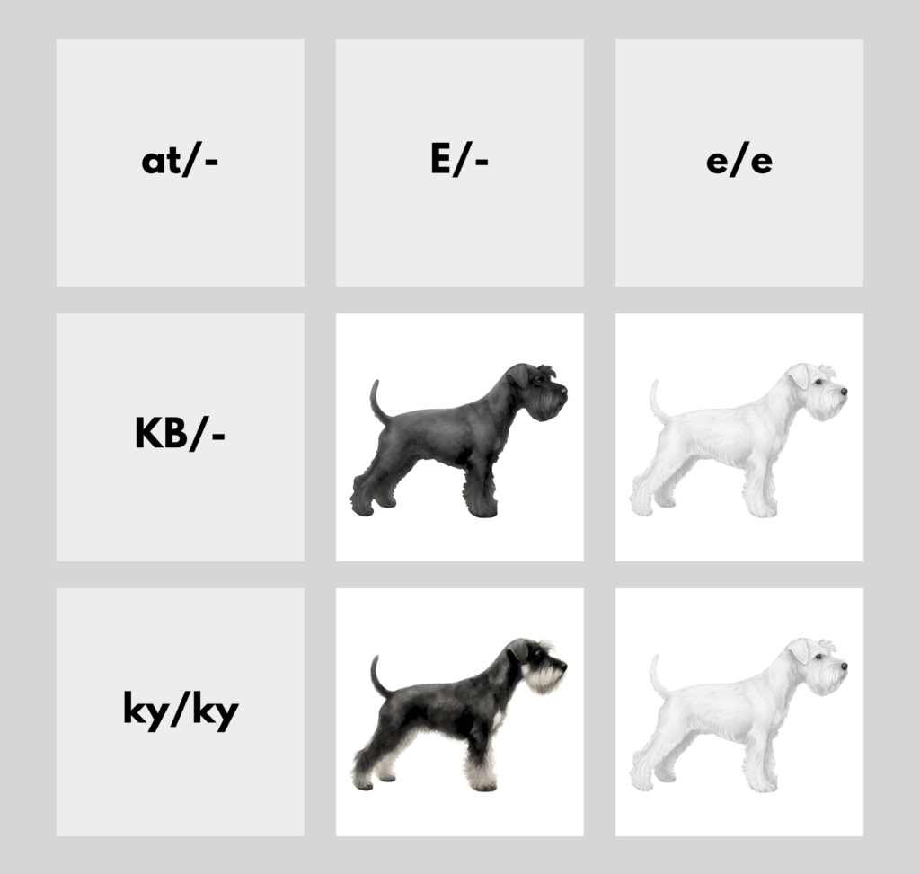 coatsandcolors.com Miniature Schnauzer color chart aw