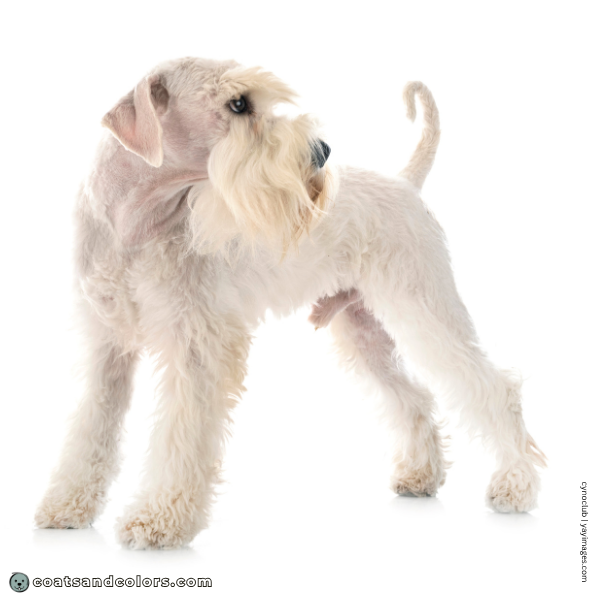 coatsandcolors.com Miniature Schnauzer intensity solid white