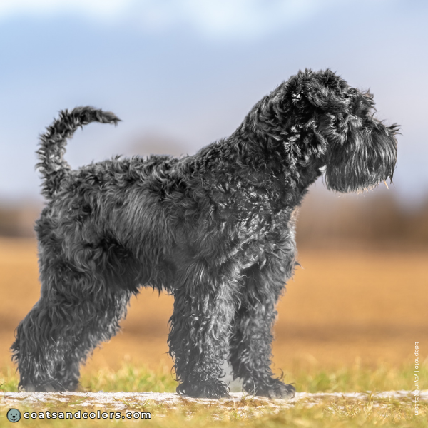 coatsandcolors.com Miniature Schnauzer moderate graying