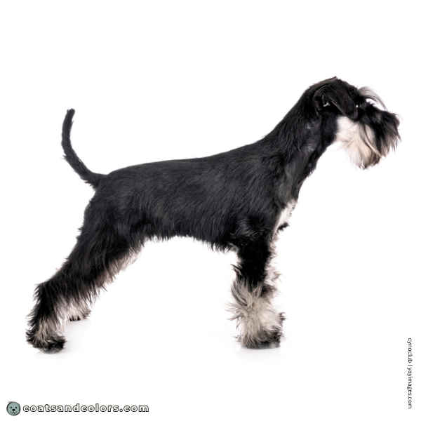 coatsandcolors.com Miniature Schnauzer no graying