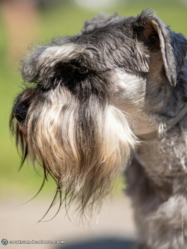 coatsandcolors.com Miniature Schnauzer pepper salt beard