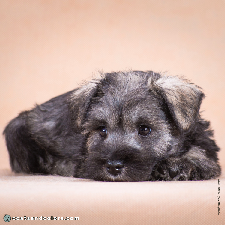 coatsandcolors.com Miniature Schnauzer puppy tan 1