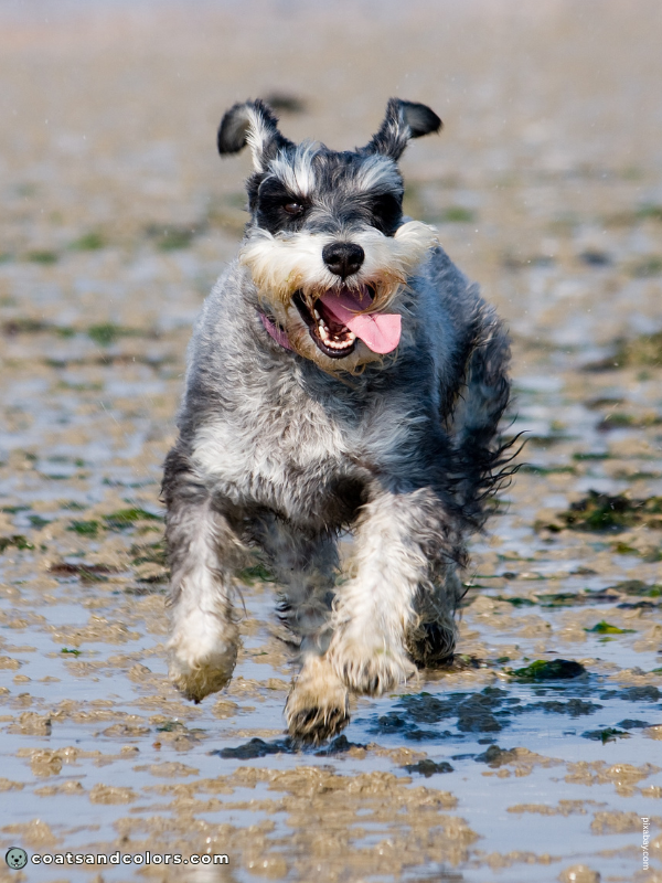 coatsandcolors.com Miniature Schnauzer salt pepper 1