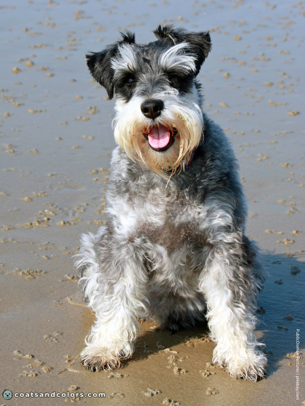 coatsandcolors.com Miniature Schnauzer salt pepper 2