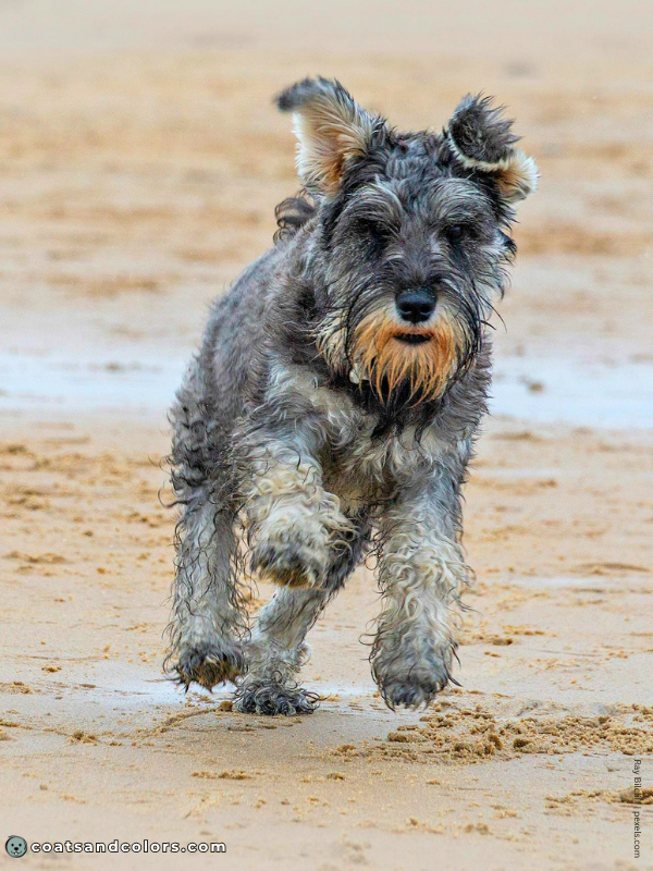 coatsandcolors.com Miniature Schnauzer salt pepper 3