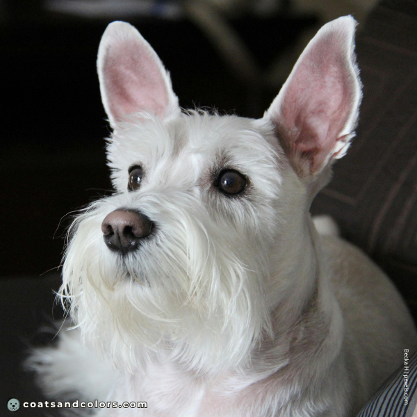 coatsandcolors.com Miniature Schnauzer snow nose 1