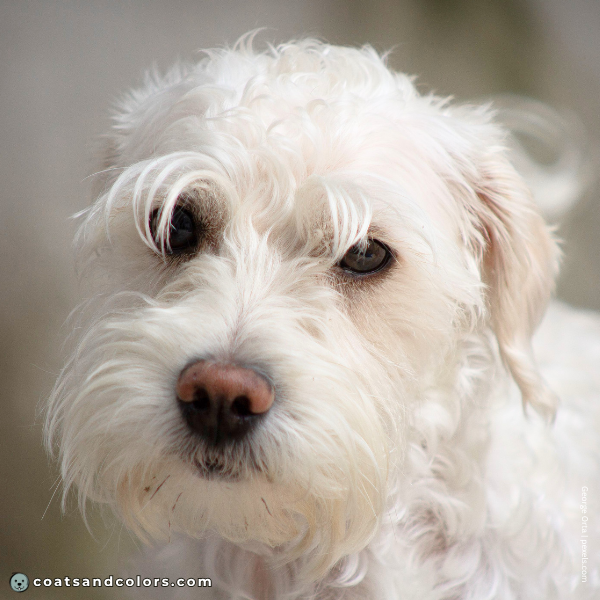 coatsandcolors.com Miniature Schnauzer snow nose 2