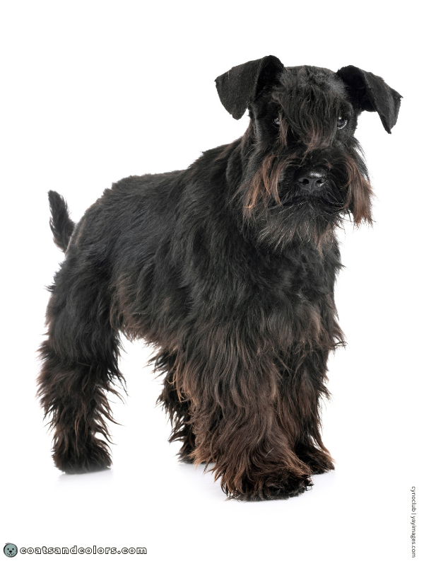 coatsandcolors.com Miniature Schnauzer black 2