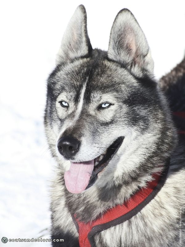 coatsandcolors.com Northern Domino Coat Color agouti KB domino