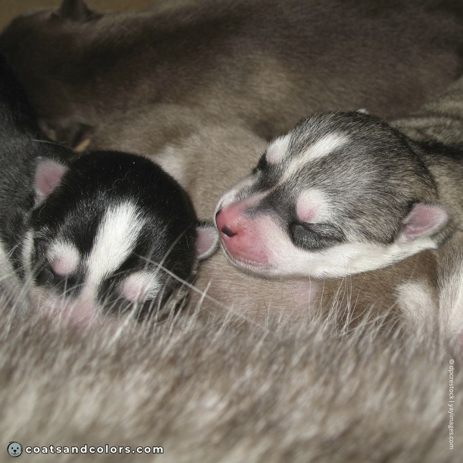 coatsandcolors.com Northern Domino Coat Color birth markings