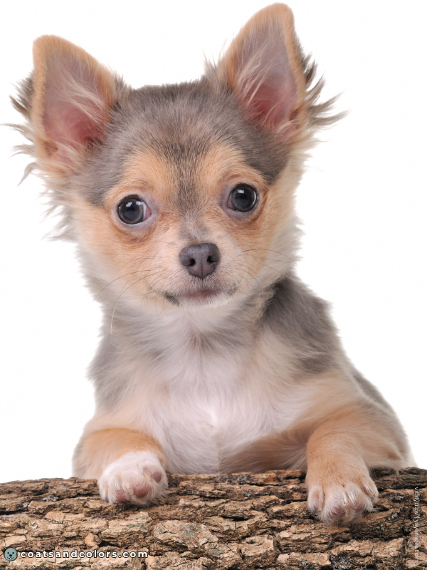 coatsandcolors.com Northern Domino Coat Color diluted domino Chihuahua