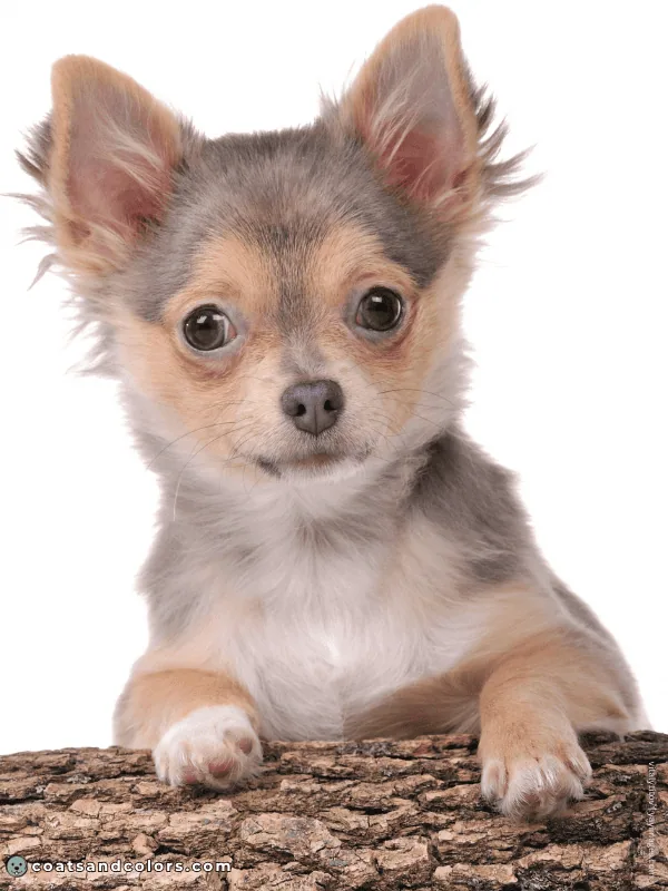 coatsandcolors.com Northern Domino Coat Color diluted domino Chihuahua