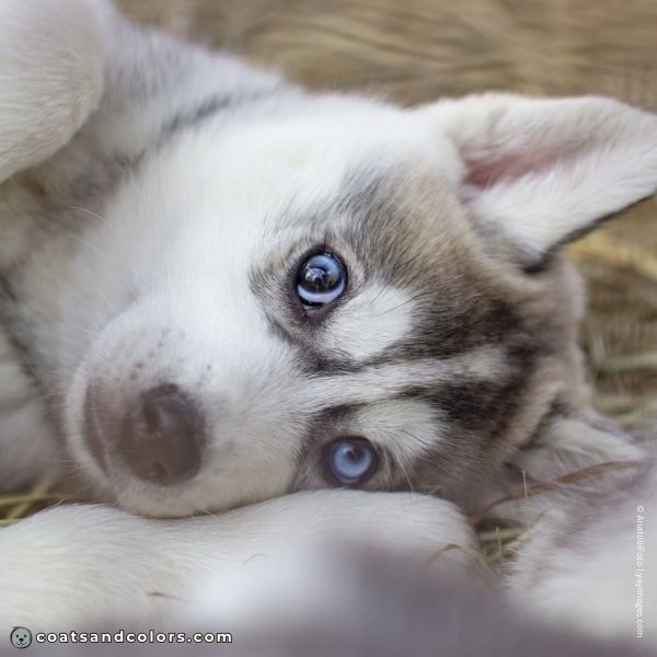 coatsandcolors.com Northern Domino Coat Color puppy markings