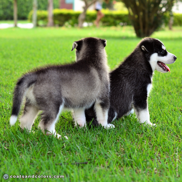 coatsandcolors.com Northern Domino Coat Color puppy markings