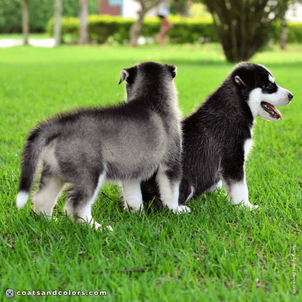 coatsandcolors.com Northern Domino Coat Color puppy markings