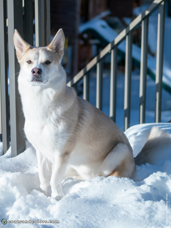 coatsandcolors.com Northern Domino Coat Color sable domino 1