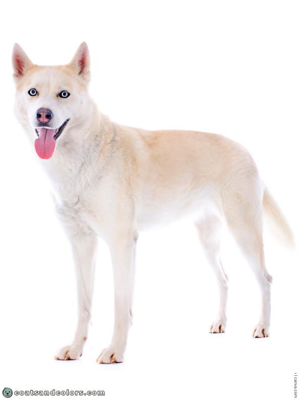 coatsandcolors.com Northern Domino Coat Color sable domino 2