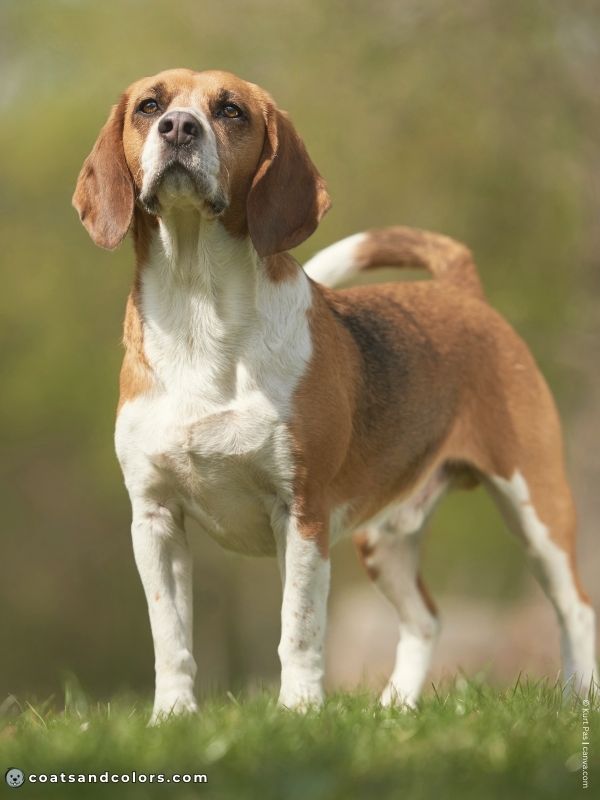 coatsandcolors.com Northern Domino Coat Color saddle domino Beagle harepied