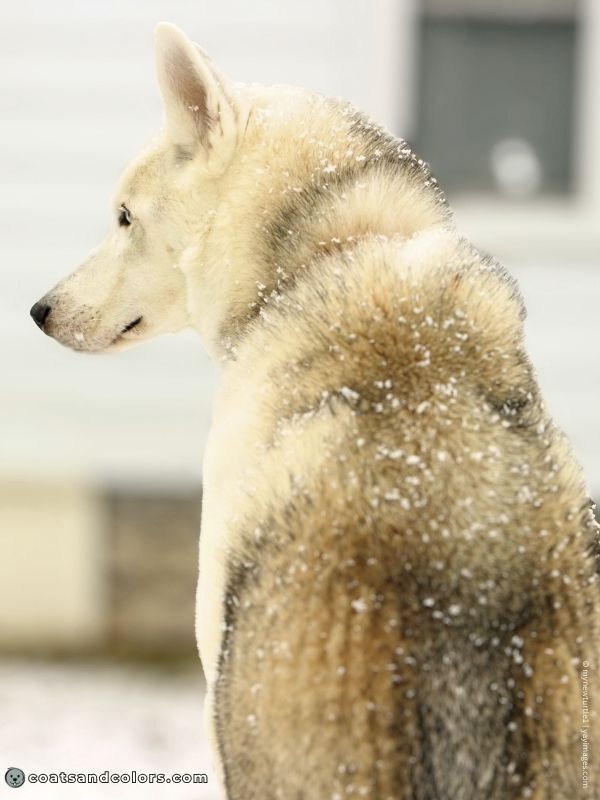 coatsandcolors.com Northern Domino Coat Color saddle domino