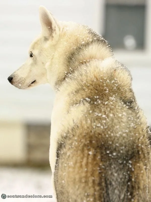 coatsandcolors.com Northern Domino Coat Color saddle domino