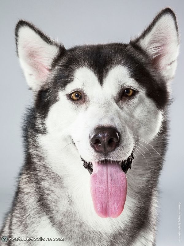 coatsandcolors.com Northern Domino Coat Color tanpoint domino Malamute