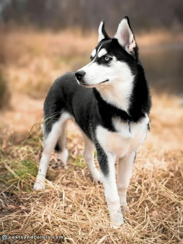 coatsandcolors.com Northern Domino Coat Color tanpoint domino black white Husky