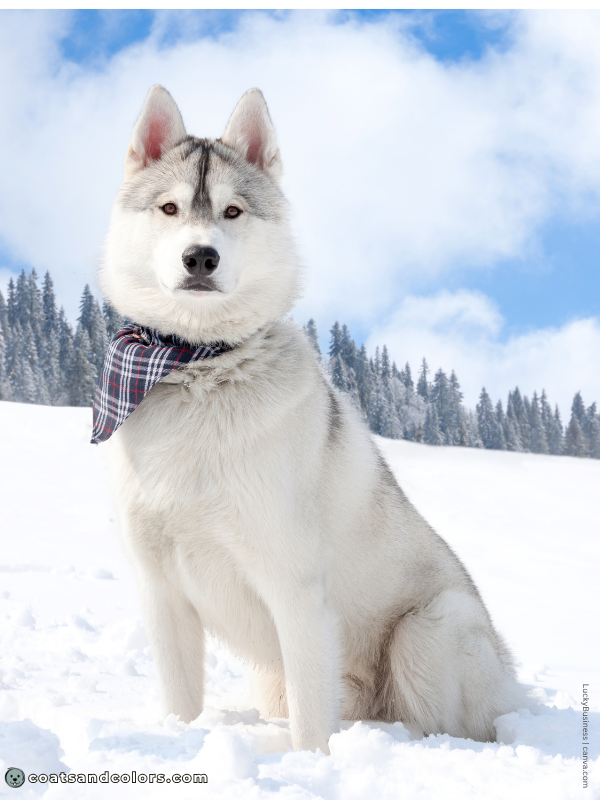 coatsandcolors.com Northern Domino Coat Color eA agouti domino 1