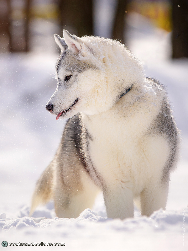 coatsandcolors.com Northern Domino Coat Color eA agouti domino 2