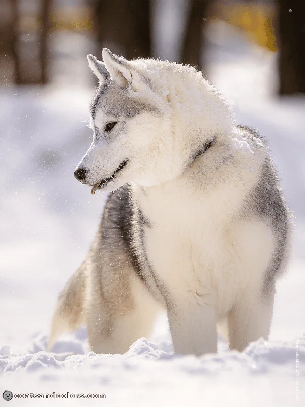 coatsandcolors.com Northern Domino Coat Color eA agouti domino 2