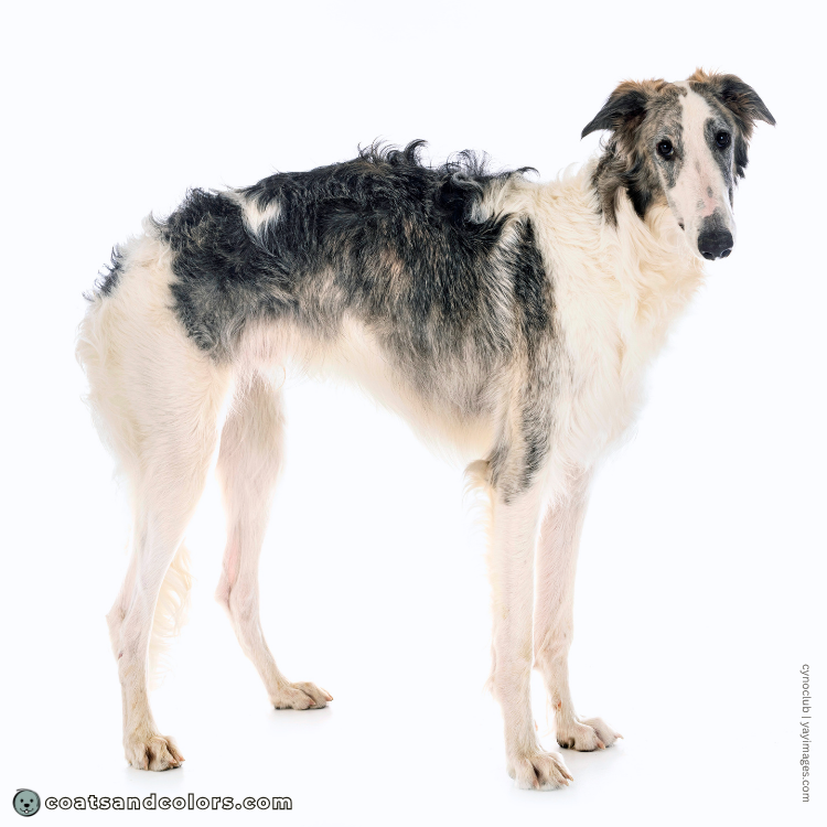 coatsandcolors.com Northern Domino Coat Color eA brindle point domino