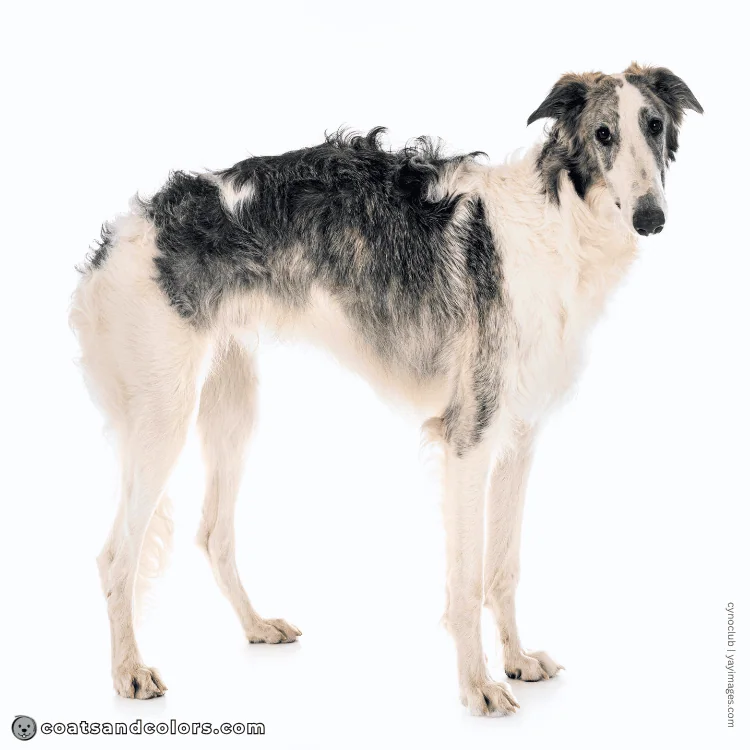 coatsandcolors.com Northern Domino Coat Color eA brindle point domino