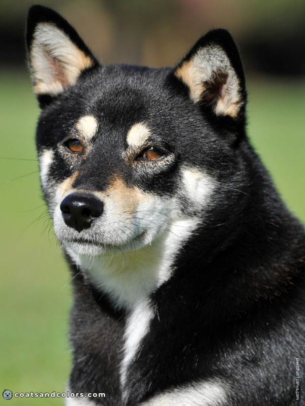 coatsandcolors.com Northern Domino Coat Color eA comparison normal black tan with countershading