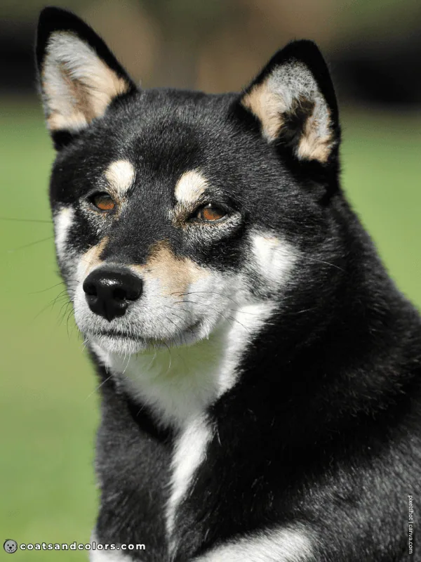 coatsandcolors.com Northern Domino Coat Color eA comparison normal black tan with countershading