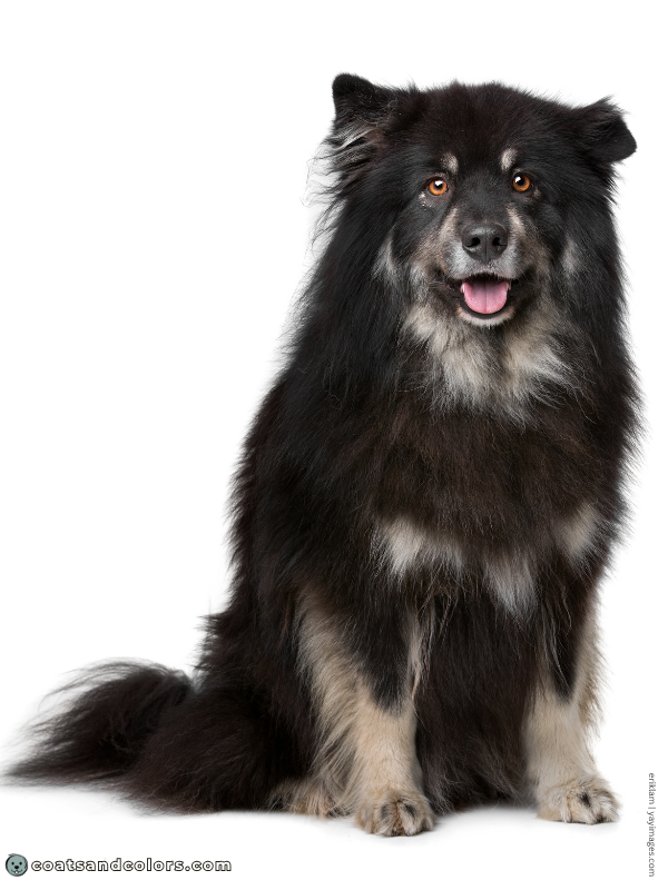 coatsandcolors.com Northern Domino Coat Color eA maybe recessive or dominant tan point domino finnish lapphund