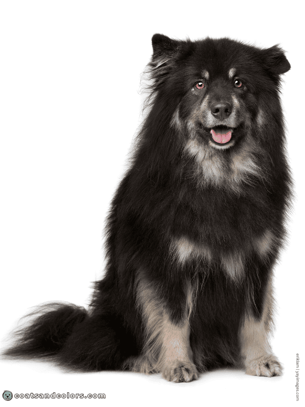 coatsandcolors.com Northern Domino Coat Color eA maybe recessive or dominant tan point domino finnish lapphund