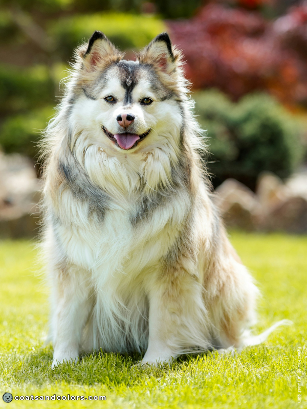 coatsandcolors.com Northern Domino Coat Color eA pink nose stripe