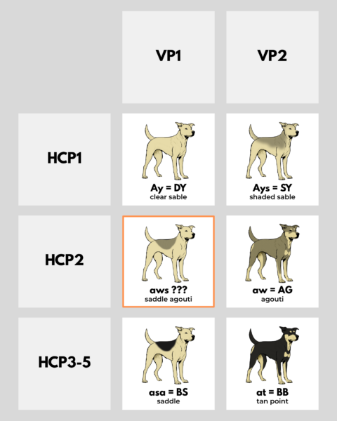 coatsandcolors.com Patterned Agouti Saddle ASIP promoter haplotypes