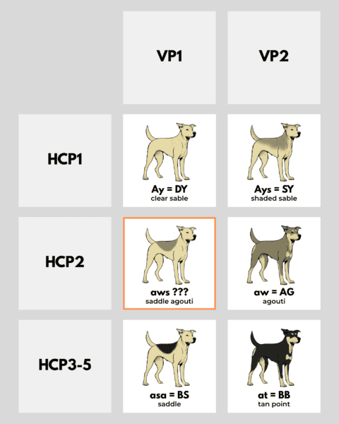 coatsandcolors.com Patterned Agouti Saddle ASIP promoter haplotypes
