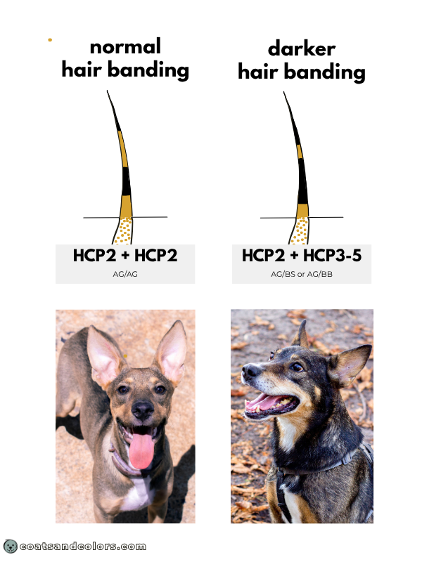coatsandcolors.com Patterned Agouti Saddle hair banding