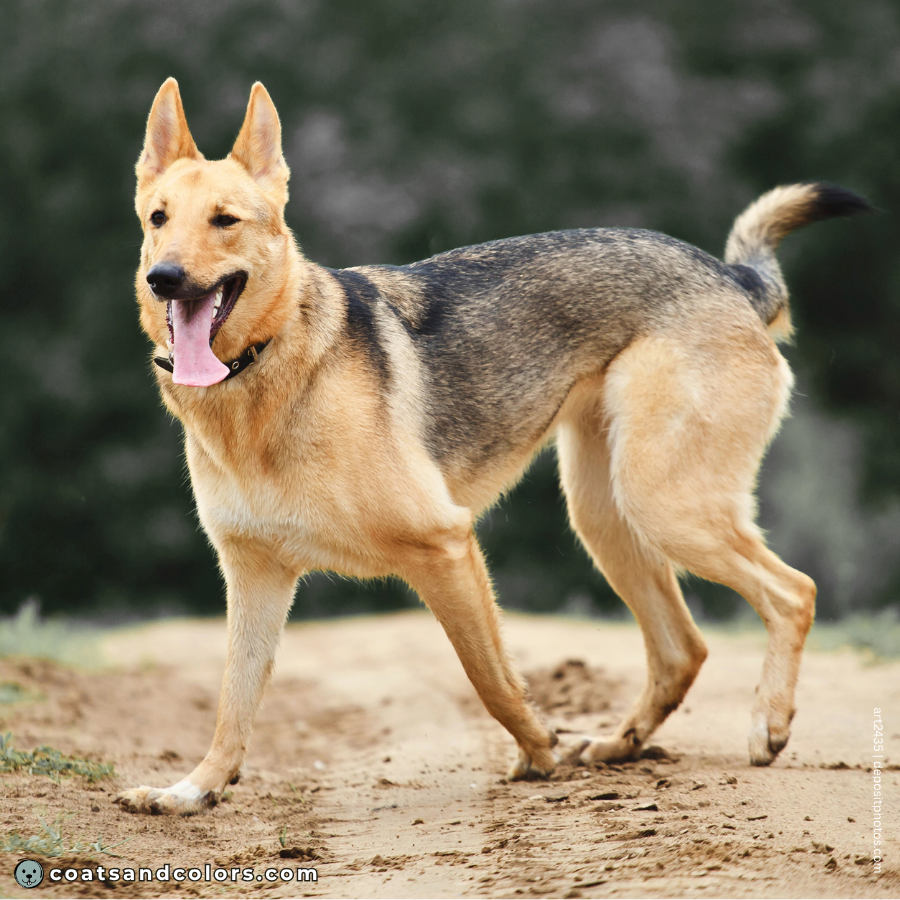 coatsandcolors.com Patterned Agouti Saddle mixed dog profile