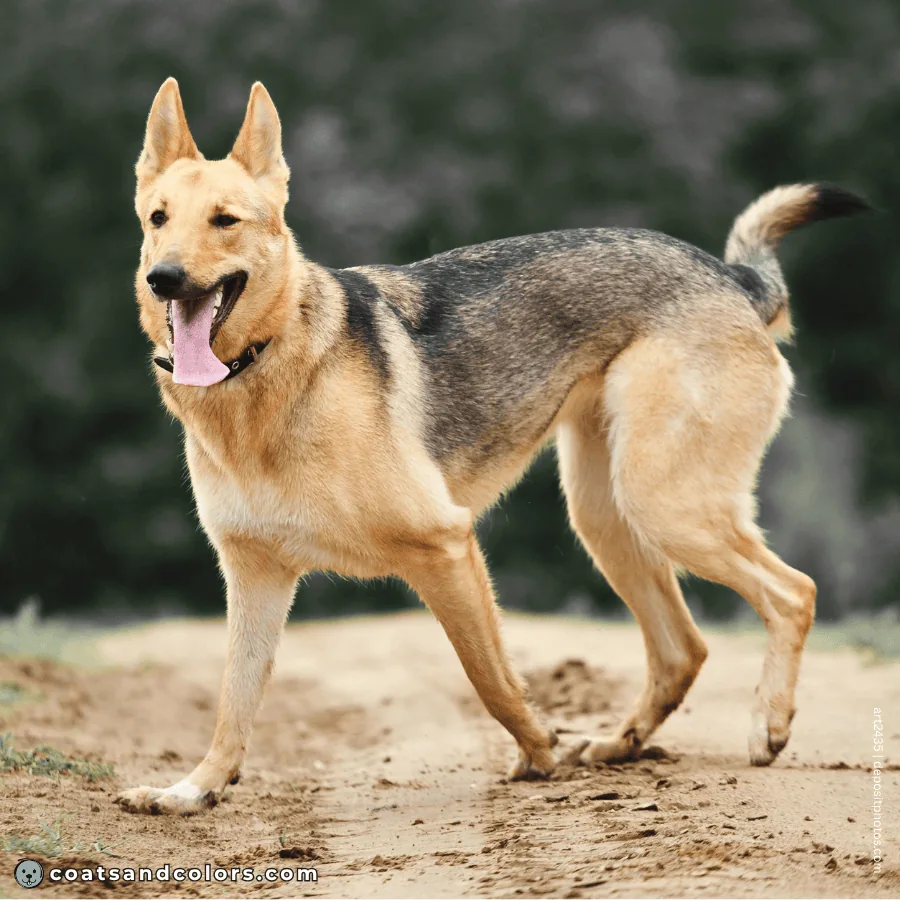 coatsandcolors.com Patterned Agouti Saddle mixed dog profile