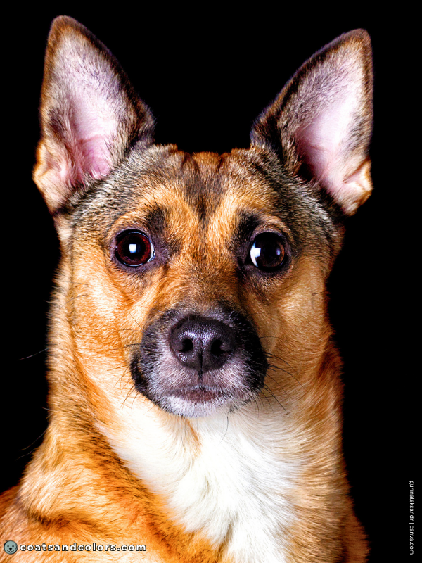 coatsandcolors.com Patterned Agouti Saddle mixed dog widows peak