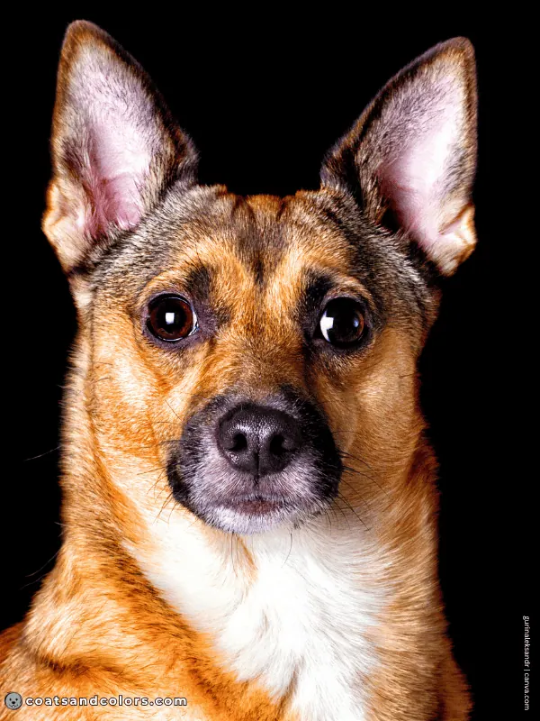 coatsandcolors.com Patterned Agouti Saddle mixed dog widows peak