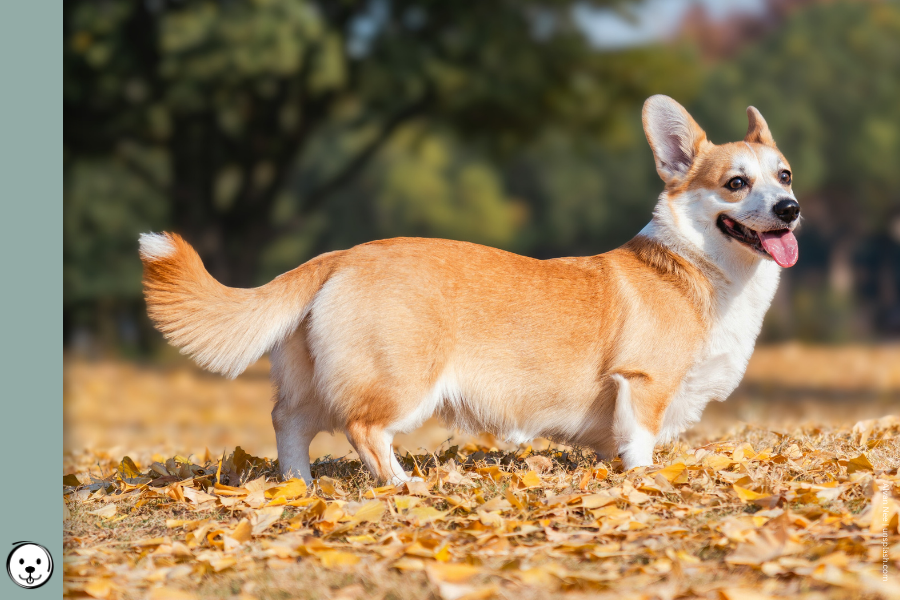 coatsandcolors.com Pembroke Corgi Colors 900x600 1