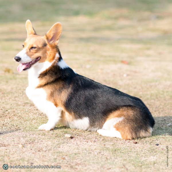 coatsandcolors.com Pembroke Corgi Colors ase pattern saddle tan