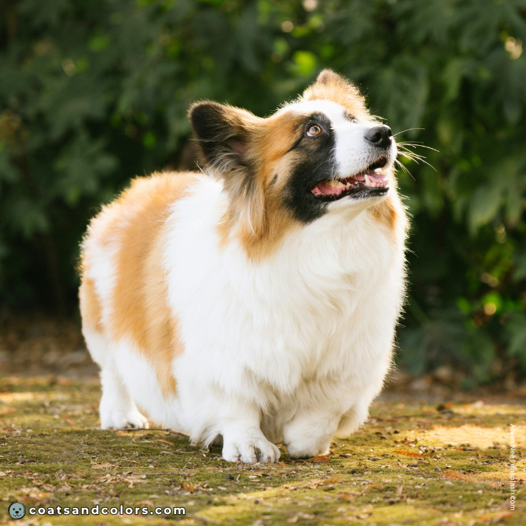 coatsandcolors.com Pembroke Corgi Colors base pattern black mask