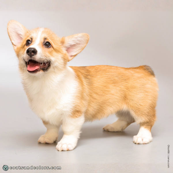 coatsandcolors.com Pembroke Corgi Colors base pattern clear sable