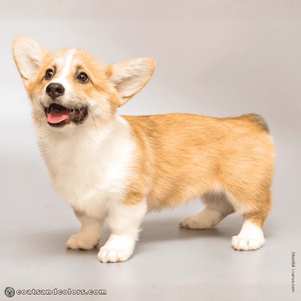 coatsandcolors.com Pembroke Corgi Colors base pattern clear sable