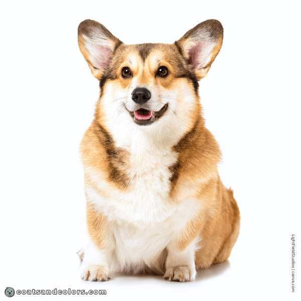 coatsandcolors.com Pembroke Corgi Colors base pattern shaded sable